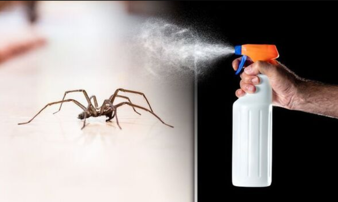 Do Vacuums Kill Spiders or Just Scare Them Away?