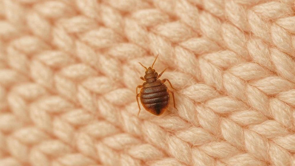 How to Get Rid of Bed Bugs: Vacuuming or Steaming?
