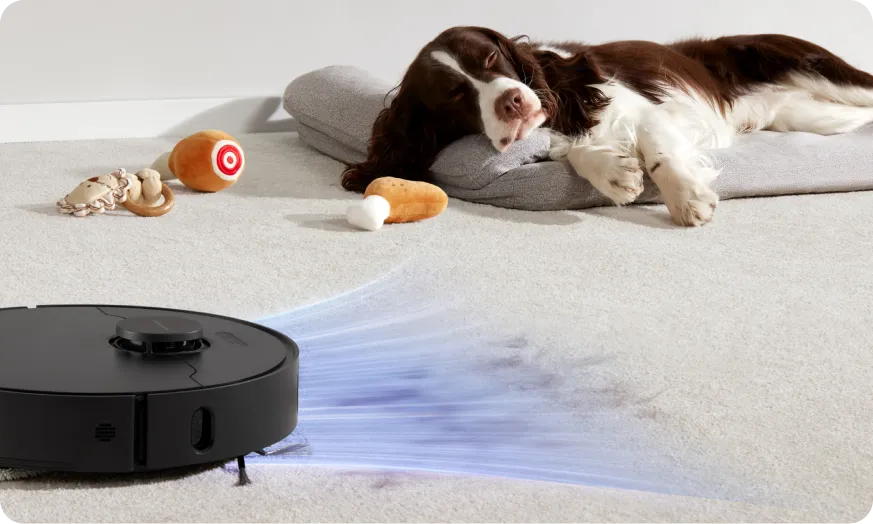 Get Rid of Pet Hair: 5 Easy Ways for Dog and Cat Owners