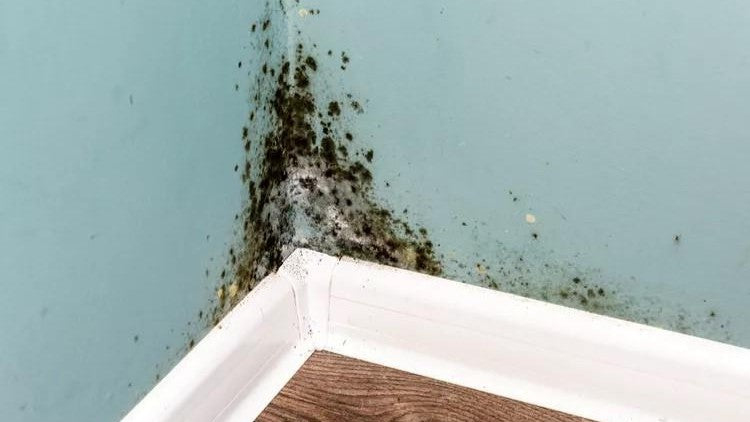 Does Heat Kill Mold Effectively? The Science Behind Temperature and Spores Revealed