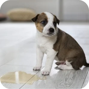 Pet Urine
